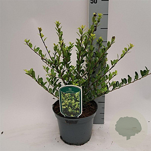 Ilex crenata 'Green Hedge' 15-20 cm 2,0L