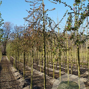 Malus 'Neville Copeman' 10-12 HO draadkluit