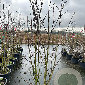 Magnolia 'Galaxy' 125-150 cm 20L