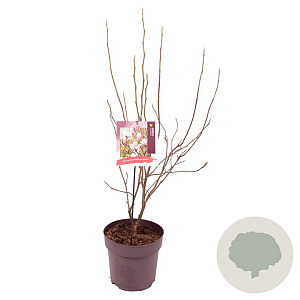 Magnolia soulangeana 90-100 cm 10L