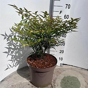Nandina domestica 40-50 cm 10L