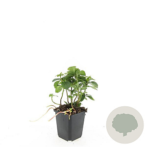 Pachysandra terminalis GM P9