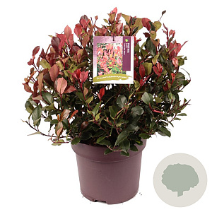 Photinia fraseri 'Little Red Robin' 30-40 cm 10L