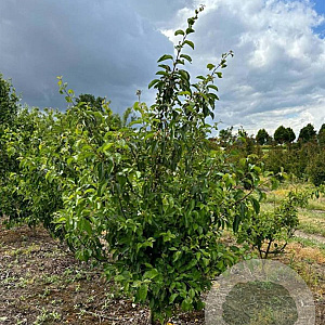 Malus 'Professor Sprenger' 200-250 cm draadkluit meerstammig