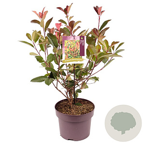 Photinia fraseri 'Red Robin' 30-40 cm 5,0L