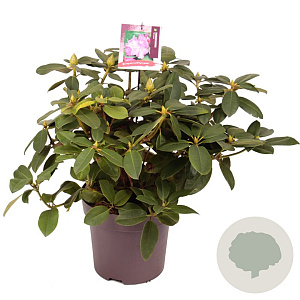 Rhododendron 'Germania' 50-60 cm 13L