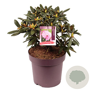 Rhododendron (Y) 'Kalinka' 50-60 cm 13L