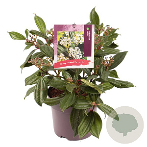 Viburnum davidii 30-40 cm 7,5L