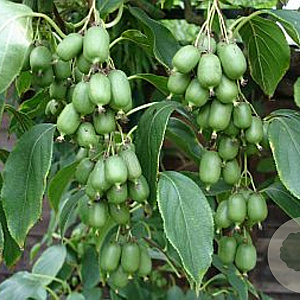 Actinidia arguta 40-60 cm 2,0L met stok