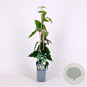 Actinidia a. 'Bayern' 70 cm 2,0L