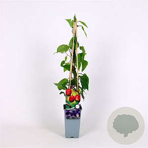 Actinidia a. 'Ken's Red' 70 cm 2,0L