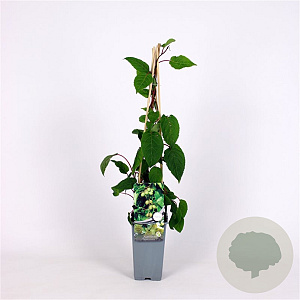 Actinidia a. 'Weiki' 70 cm 2,0L