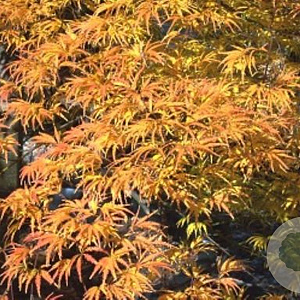 Acer palmatum 'Dissectum Flavescens' 100-120 cm 20L Oriental