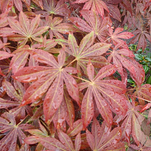 Acer palmatum 'Fior d'Arancio' 175-200 cm 50L