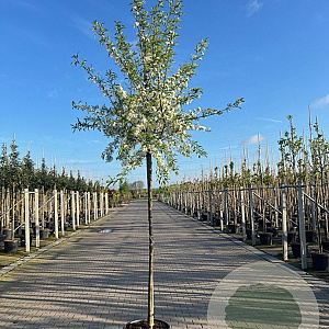 Malus toringo 'Brouwers Beauty' 10-12 HO draadkluit