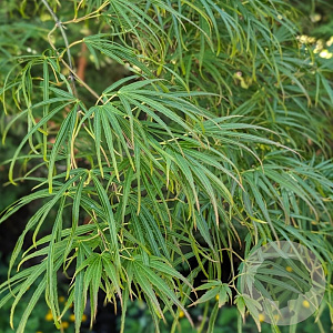 Acer palmatum 'Scolopendriifolium' 250-300 cm cont. 130L
