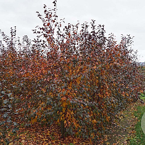 Malus toringo 'Freja' 300-350 cm draadkluit meerstammig