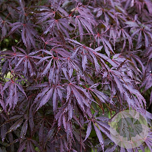 Acer palmatum 'Trompenburg' 100-125 cm 35L