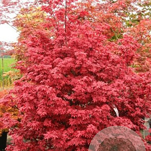 Acer palmatum 'Twombly's Red Sentinel' 125-150 cm 50L