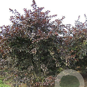 Malus toringo 'Scarlett' 300-350 cm draadkluit meerstammig