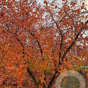 Malus toringo 'Scarlett' 300-350 cm draadkluit meerstammig