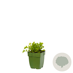 Apium graveolens GM  P11