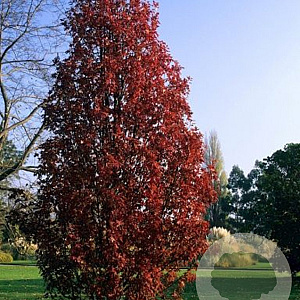 Malus trilobata 6-8 HO draadkluit
