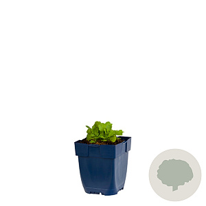 Arabis caucasica GM  P11