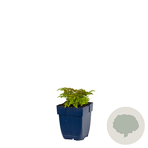 Aruncus aethusifolius GM  P11