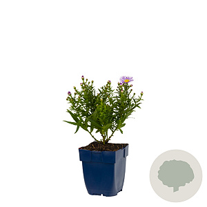 Aster 'Wood's Purple' GM  P11