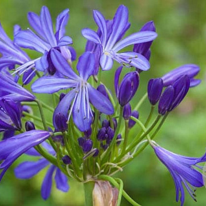 Agapanthus 'African Skies' GM c20