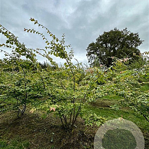 Parrotia persica 200-250 cm draadkluit meerstammig