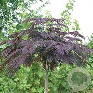 Albizia julibrissin 'Evi's Pride' 150-175 cm 20L