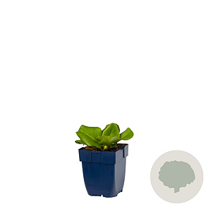 Bergenia cordifolia GM  P11