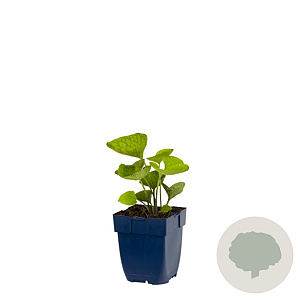 Brunnera macrophylla GM  P11