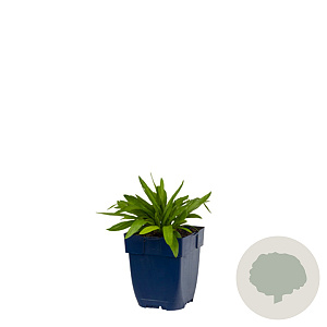 Buphthalmum salicifolium GM  P11