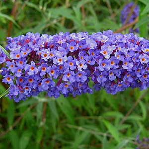 Buddleja davdii 'Nanho Blue' 150-175 cm 20L
