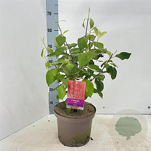 Cornus alba 'Sibirica' 60-80 cm 5,0L