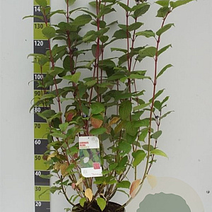Cornus alba 'Sibirica' 100-125 cm 12L