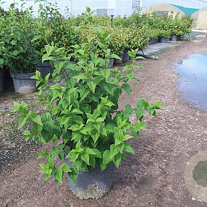 Philadelphus 'Belle Etoile' 80-100 cm 10L