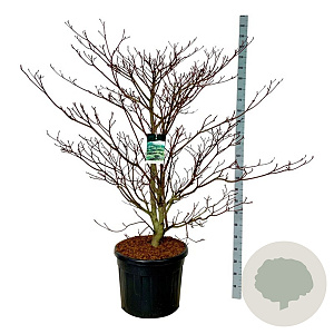 Cornus controversa 'Pagoda' 150-175 cm cont. 90L extra