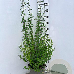 Philadelphus 'Lemoinei' 80-100 cm 10L