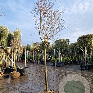 Cornus florida rubra 130 cm stam draadkluit 16-18