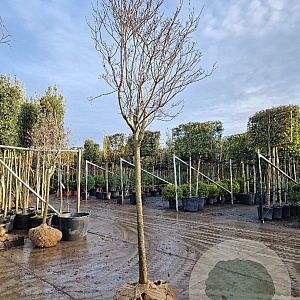 Cornus florida rubra 130 cm stam draadkluit 16-18