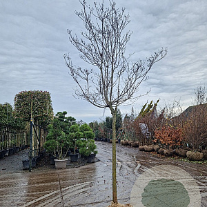 Cornus florida rubra 140 cm stam draadkluit 16-18