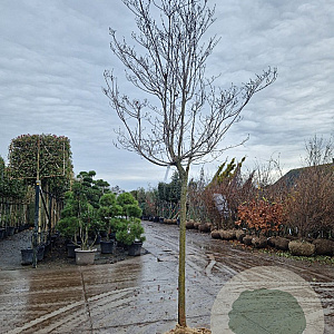 Cornus florida rubra 140 cm stam draadkluit 16-18