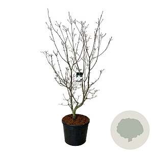 Cornus kousa 'Venus' 200-250 cm cont. 90L extra