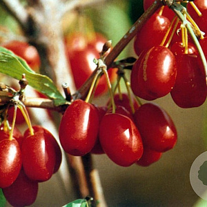 Cornus mas 'Jolico' 30-40 cm 5,0L
