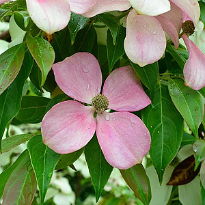 Cornus 'Parc de Haute Bretagne' 200-250 cm 50L