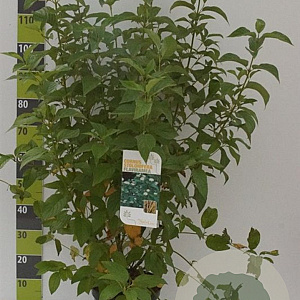 Cornus sericea 'Flaviramea' 100-125 cm 12L